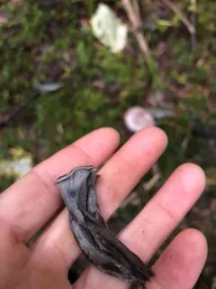 Black Chanterelle thumbnail 4