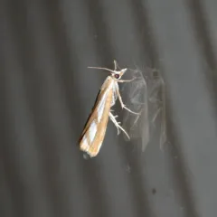 Two-banded Catoptria Moth thumbnail 4