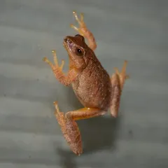 Spring Peeper photo