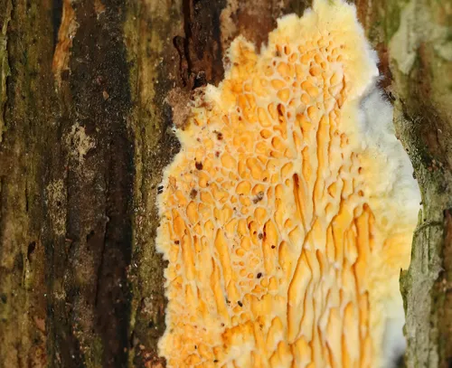 Fibroporia radiculosa