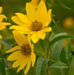 giant sunflower thumbnail 4