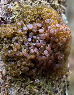 Crumpled Bat's Wing Lichen thumbnail 3