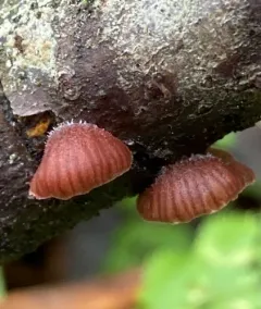 Panellus violaceofulvus thumbnail 2