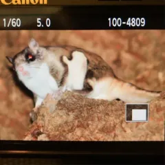 Southern Flying Squirrel thumbnail 4