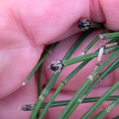 variegated horsetail thumbnail 5