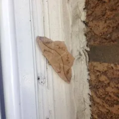 Large Maple Spanworm Moth thumbnail 3