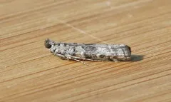 Dioryctria pseudotsugella thumbnail 2