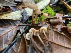 garlic mushroom thumbnail 2