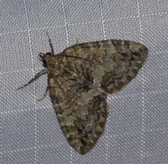 Renounced Hydriomena Moth thumbnail 2