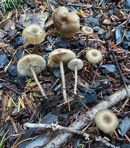 Ash Cap