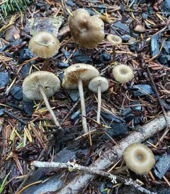 Ash Cap thumbnail 1
