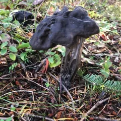 Western Black Elfin Saddle thumbnail 3