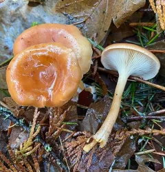 tawny funnel cap thumbnail 4