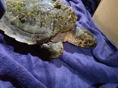 Kemp's Ridley Sea Turtle thumbnail 2