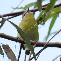 Philadelphia Vireo thumbnail 2
