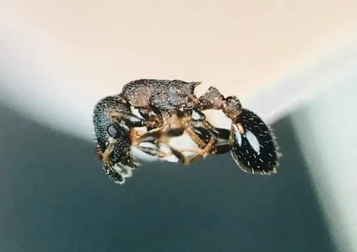 Northern Thin Ant