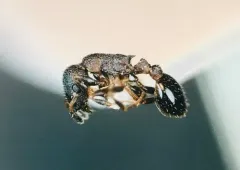 Northern Thin Ant thumbnail 1
