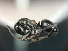 Icy Mound Ant thumbnail 1