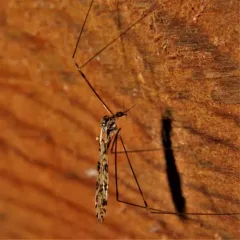 Discobola annulata thumbnail 3
