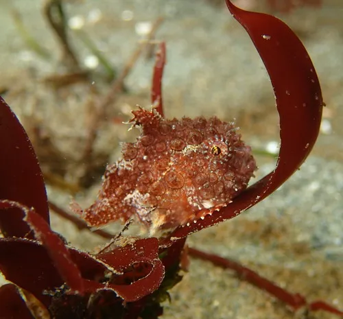Pacific Spiny Lumpsucker