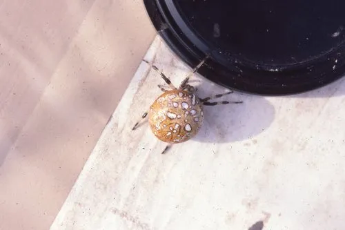 Yukon Orbweaver