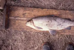 Broad Whitefish thumbnail 3