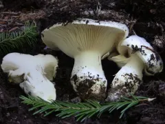 Hygrophorus subalpinus thumbnail 2