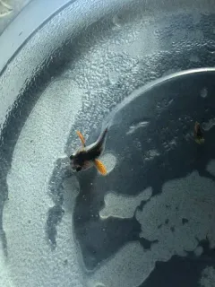 Soft Sculpin thumbnail 4