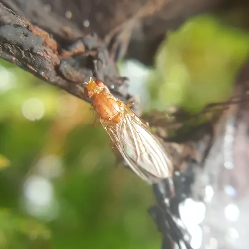 Suillia convergens