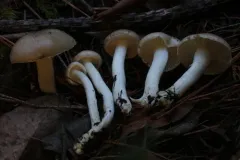 Hygrophorus albofloccosus thumbnail 4