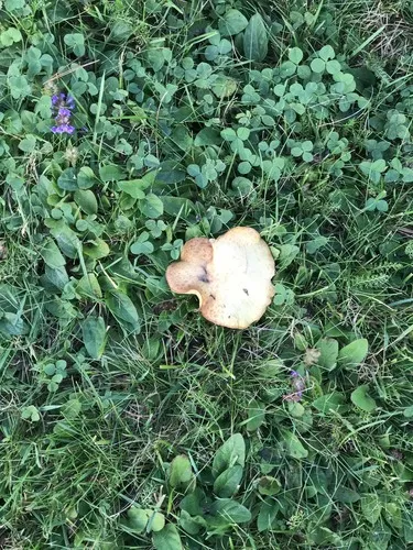 Tricholoma muricatum