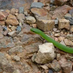 Smooth Greensnake thumbnail 2