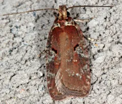 Agonopterix lythrella thumbnail 4