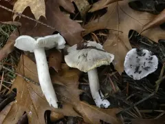 Tricholoma moseri thumbnail 3