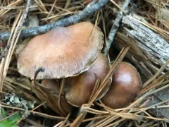 Cortinarius aptecohaerens thumbnail 1