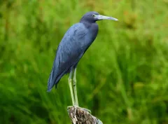Little Blue Heron thumbnail 4