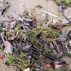 fragile stonewort thumbnail 4