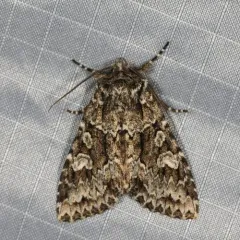 Platypolia anceps thumbnail 2