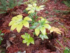 Japanese aralia thumbnail 4