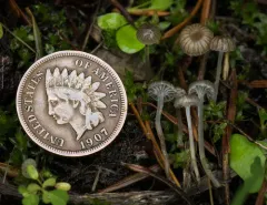 Mycena vulgaris thumbnail 3