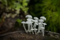 Baffling Bonnet thumbnail 2