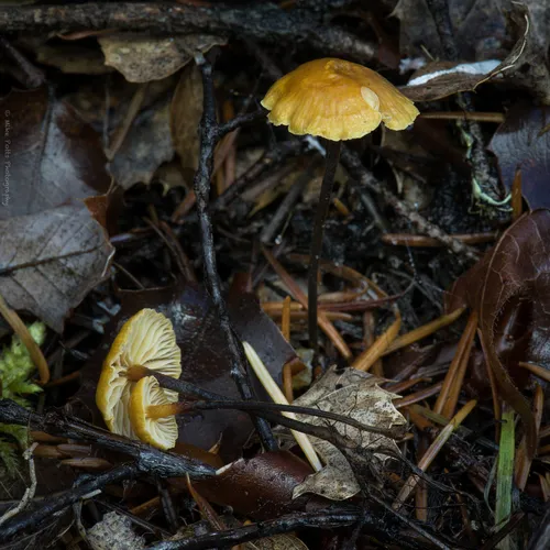 pinelitter gingertail