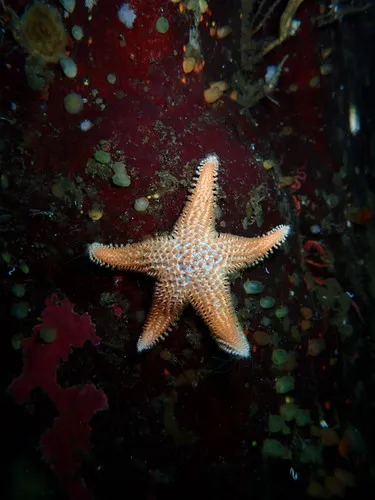 Crested Star