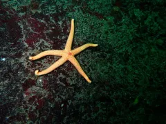 Sand-paper Henricia thumbnail 2