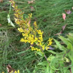 common wrinkle-leaved goldenrod thumbnail 3