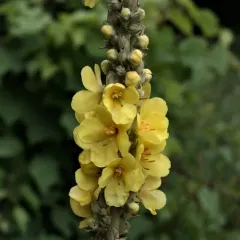 Orange Mullein thumbnail 2