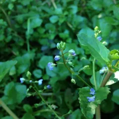 American brooklime thumbnail 3