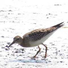 Pectoral Sandpiper thumbnail 3