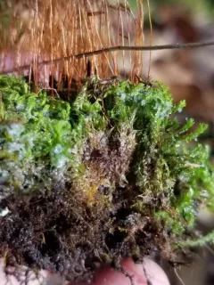 Ptychostomum creberrimum thumbnail 3