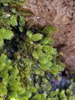 Rock Pocket-moss thumbnail 3